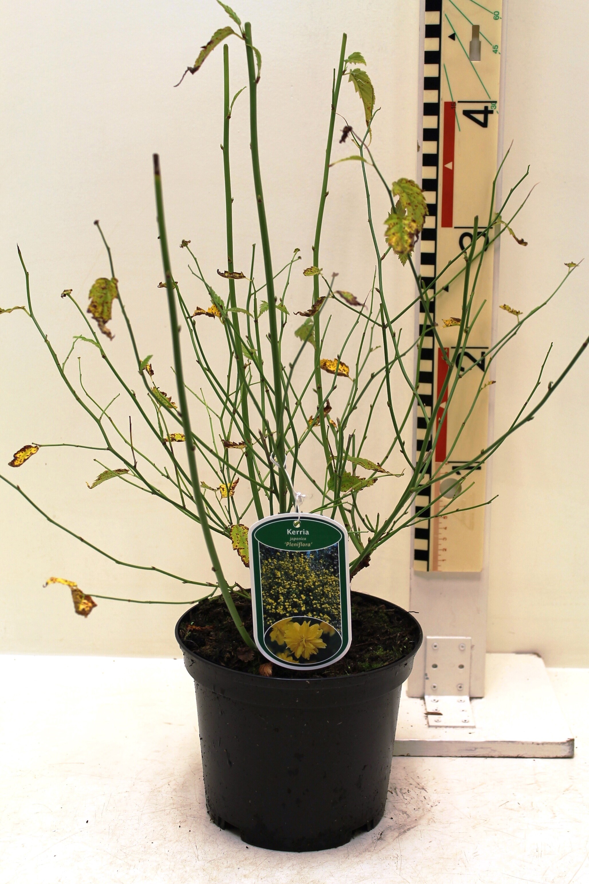 kerria japonica 'Pleniflora'c3